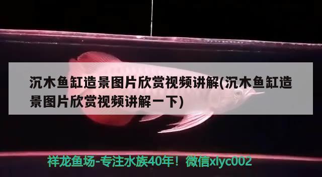 沉木魚缸造景圖片欣賞視頻講解(沉木魚缸造景圖片欣賞視頻講解一下)