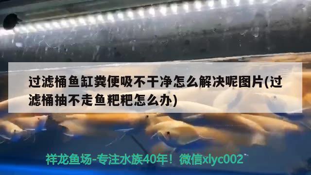 過濾桶魚缸糞便吸不干凈怎么解決呢圖片(過濾桶抽不走魚粑粑怎么辦) 稀有紅龍品種