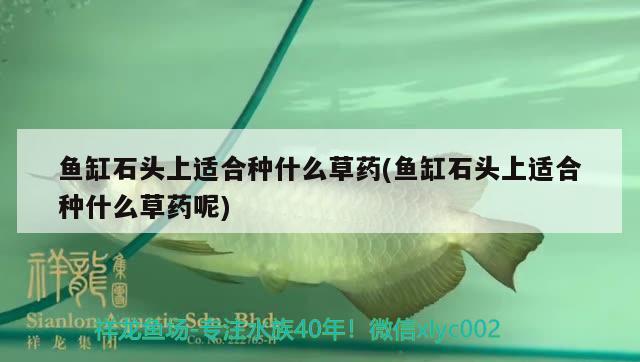 魚缸石頭上適合種什么草藥(魚缸石頭上適合種什么草藥呢)