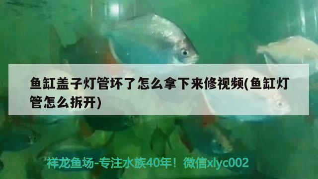 魚缸蓋子燈管壞了怎么拿下來修視頻(魚缸燈管怎么拆開) 養(yǎng)魚知識