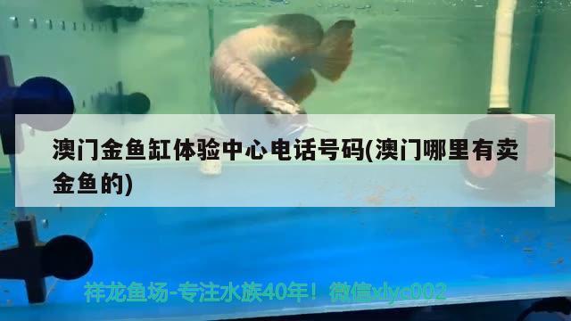 澳門金魚缸體驗中心電話號碼(澳門哪里有賣金魚的) 月光鴨嘴魚