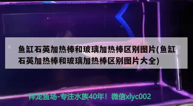 魚缸石英加熱棒和玻璃加熱棒區(qū)別圖片(魚缸石英加熱棒和玻璃加熱棒區(qū)別圖片大全)