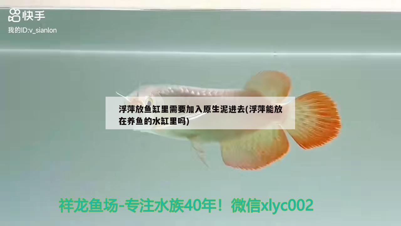 浮萍放魚缸里需要加入原生泥進(jìn)去(浮萍能放在養(yǎng)魚的水缸里嗎)