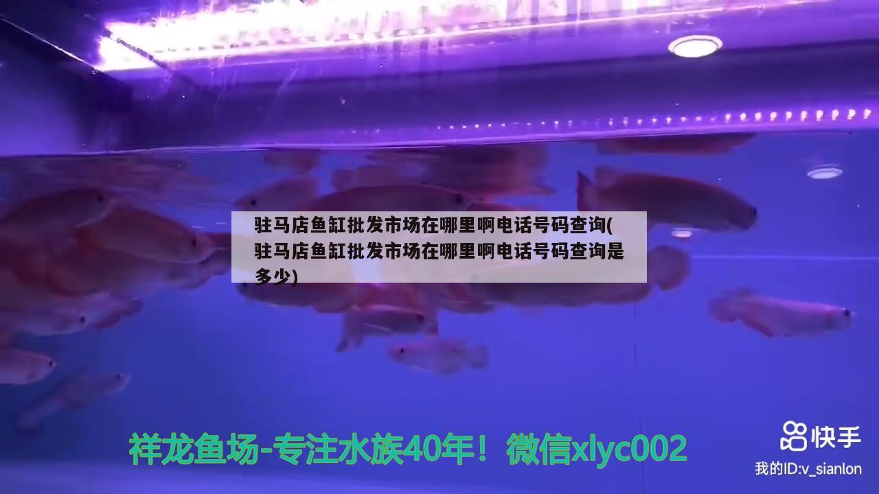 駐馬店魚缸批發(fā)市場在哪里啊電話號碼查詢(駐馬店魚缸批發(fā)市場在哪里啊電話號碼查詢是多少) 撒旦鴨嘴魚