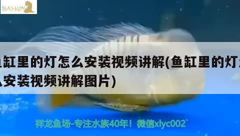 魚缸里的燈怎么安裝視頻講解(魚缸里的燈怎么安裝視頻講解圖片)