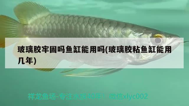 玻璃膠牢固嗎魚缸能用嗎(玻璃膠粘魚缸能用幾年)