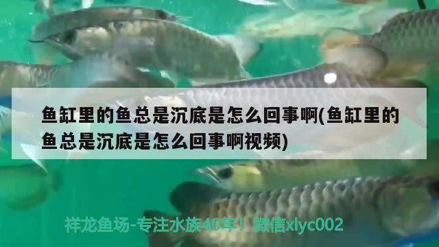 魚缸里的魚總是沉底是怎么回事啊(魚缸里的魚總是沉底是怎么回事啊視頻)