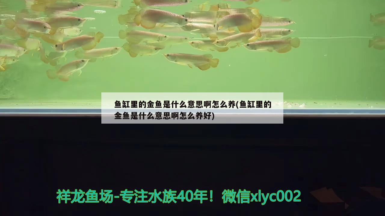 魚(yú)缸里的金魚(yú)是什么意思啊怎么養(yǎng)(魚(yú)缸里的金魚(yú)是什么意思啊怎么養(yǎng)好) 女王大帆魚(yú)苗