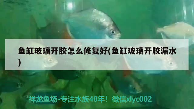 魚缸玻璃開膠怎么修復(fù)好(魚缸玻璃開膠漏水)