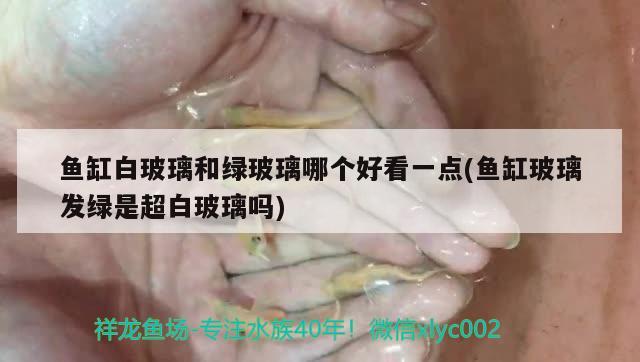 魚缸白玻璃和綠玻璃哪個(gè)好看一點(diǎn)(魚缸玻璃發(fā)綠是超白玻璃嗎) 其他益生菌