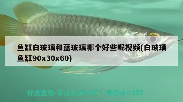 魚缸白玻璃和藍玻璃哪個好些呢視頻(白玻璃魚缸90x30x60)