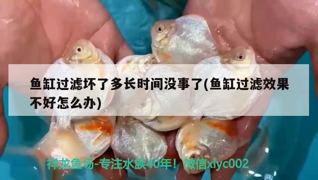 魚缸過濾壞了多長(zhǎng)時(shí)間沒事了(魚缸過濾效果不好怎么辦)