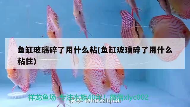 魚缸玻璃碎了用什么粘(魚缸玻璃碎了用什么粘住) 黑帝王魟魚