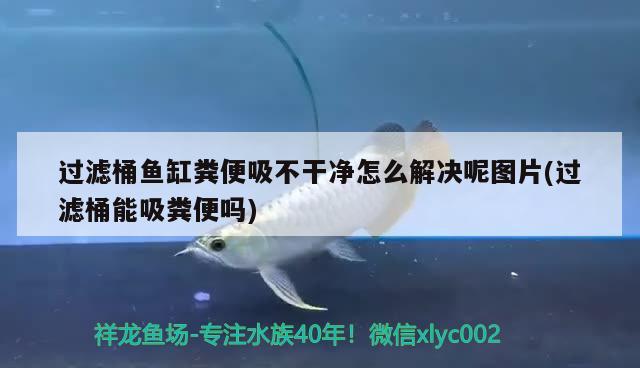 過(guò)濾桶魚缸糞便吸不干凈怎么解決呢圖片(過(guò)濾桶能吸糞便嗎) 噴點(diǎn)菠蘿魚