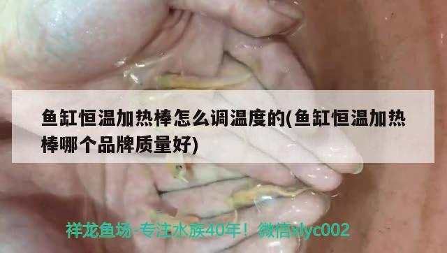 魚缸恒溫加熱棒怎么調(diào)溫度的(魚缸恒溫加熱棒哪個品牌質(zhì)量好) 黃金眼鏡蛇雷龍魚