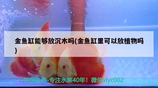 金魚缸能夠放沉木嗎(金魚缸里可以放植物嗎) 祥龍水族濾材/器材