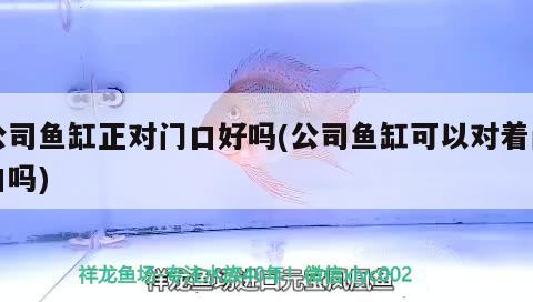 公司魚缸正對(duì)門口好嗎(公司魚缸可以對(duì)著門口嗎) 白化巴西龜（白巴）