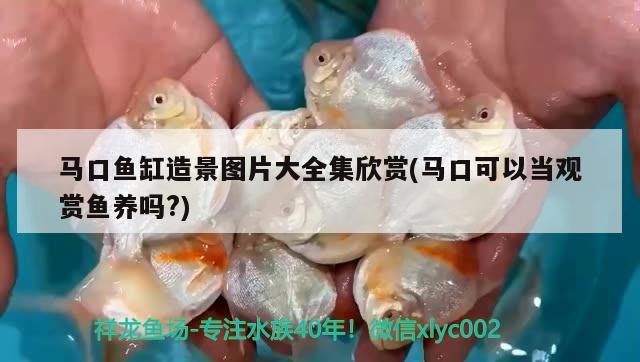 馬口魚缸造景圖片大全集欣賞(馬口可以當(dāng)觀賞魚養(yǎng)嗎?)