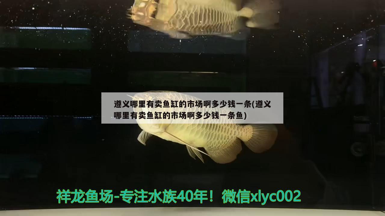 遵義哪里有賣魚缸的市場啊多少錢一條(遵義哪里有賣魚缸的市場啊多少錢一條魚)