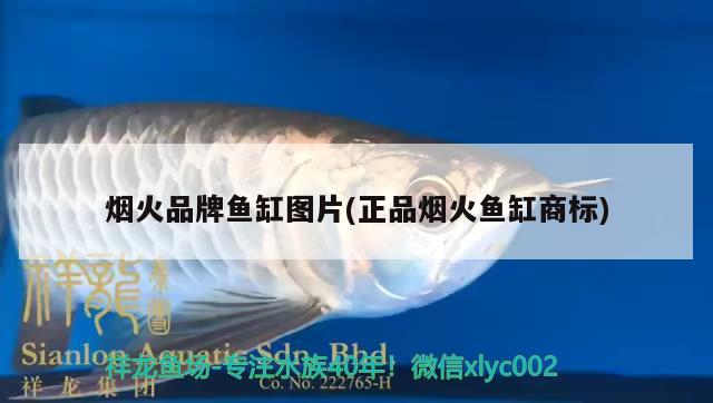 煙火品牌魚缸圖片(正品煙火魚缸商標(biāo)) 飛鳳魚苗