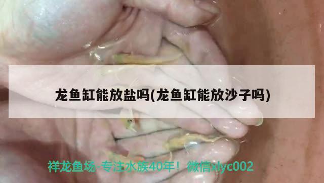 龍魚缸能放鹽嗎(龍魚缸能放沙子嗎) 南美異形觀賞魚