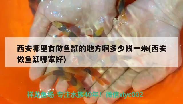 西安哪里有做魚缸的地方啊多少錢一米(西安做魚缸哪家好) 白子銀龍苗（黃化銀龍苗）