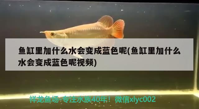 魚缸里加什么水會變成藍(lán)色呢(魚缸里加什么水會變成藍(lán)色呢視頻) iwish愛唯希品牌魚缸