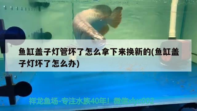 魚缸蓋子燈管壞了怎么拿下來換新的(魚缸蓋子燈壞了怎么辦)