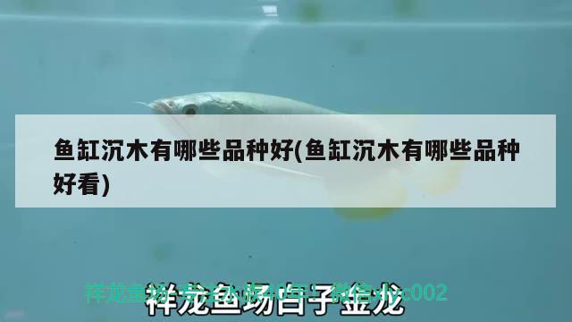 魚缸沉木有哪些品種好(魚缸沉木有哪些品種好看) 元寶鯽