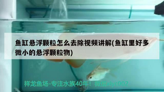 魚缸懸浮顆粒怎么去除視頻講解(魚缸里好多微小的懸浮顆粒物)