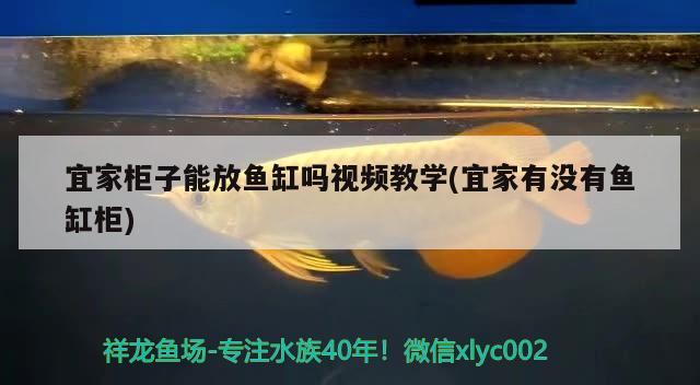 宜家柜子能放魚缸嗎視頻教學(xué)(宜家有沒有魚缸柜)