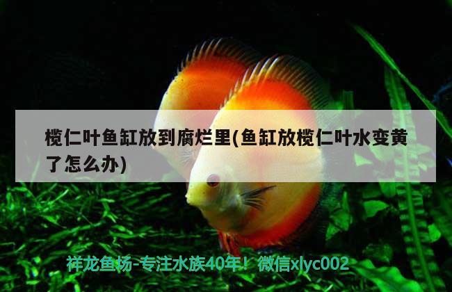 欖仁葉魚缸放到腐爛里(魚缸放欖仁葉水變黃了怎么辦)