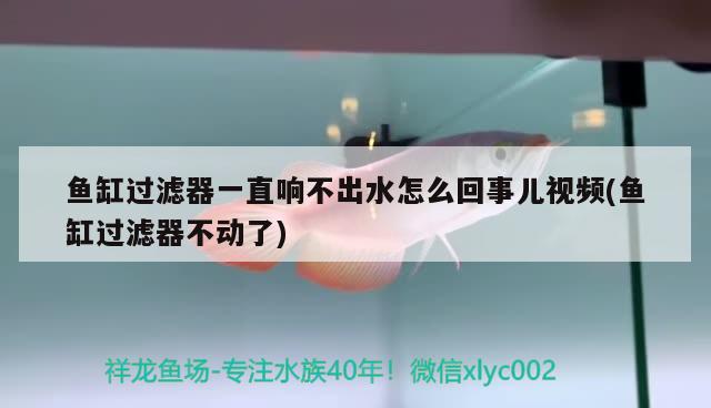 魚缸過濾器一直響不出水怎么回事兒視頻(魚缸過濾器不動了) 水族維護服務(wù)（上門）