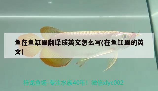 魚在魚缸里翻譯成英文怎么寫(在魚缸里的英文) 其它水族用具設(shè)備