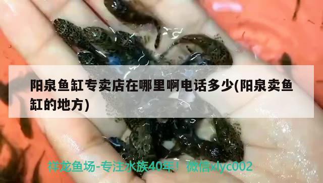 陽泉魚缸專賣店在哪里啊電話多少(陽泉賣魚缸的地方)