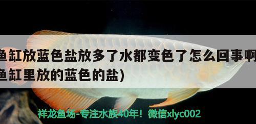 魚(yú)缸放藍(lán)色鹽放多了水都變色了怎么回事啊(魚(yú)缸里放的藍(lán)色的鹽) 金老虎魚(yú)