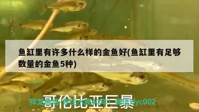 魚缸里有許多什么樣的金魚好(魚缸里有足夠數(shù)量的金魚5種) 稀有金龍魚