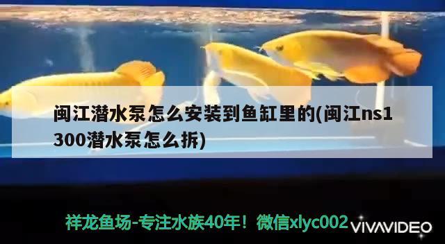 閩江潛水泵怎么安裝到魚(yú)缸里的(閩江ns1300潛水泵怎么拆)