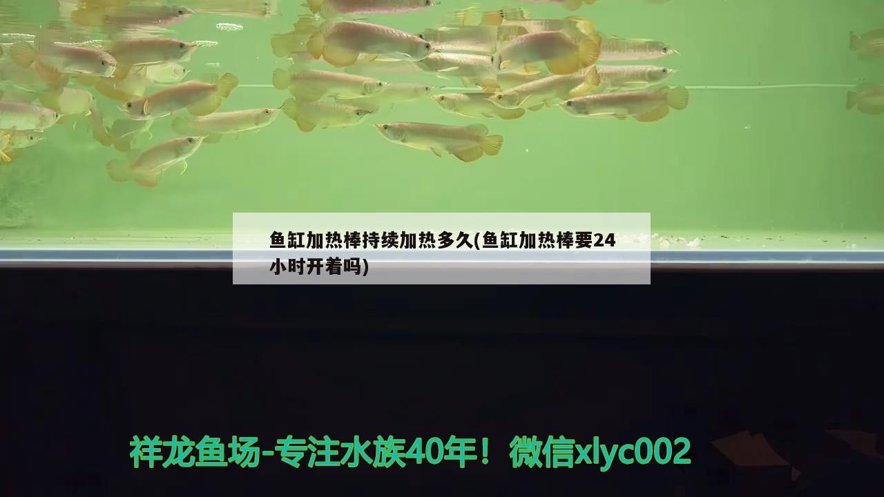 魚缸加熱棒持續(xù)加熱多久(魚缸加熱棒要24小時開著嗎) 白子紅龍魚