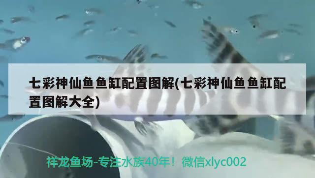 七彩神仙魚(yú)魚(yú)缸配置圖解(七彩神仙魚(yú)魚(yú)缸配置圖解大全) 七彩神仙魚(yú)