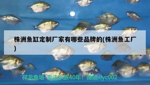 株洲魚缸定制廠家有哪些品牌的(株洲魚工廠) 泰龐海蓮魚