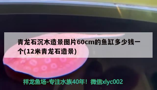 青龍石沉木造景圖片60cm的魚缸多少錢一個(gè)(12米青龍石造景)