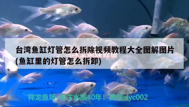 臺(tái)灣魚(yú)缸燈管怎么拆除視頻教程大全圖解圖片(魚(yú)缸里的燈管怎么拆卸)