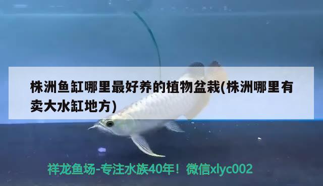 株洲魚缸哪里最好養(yǎng)的植物盆栽(株洲哪里有賣大水缸地方)