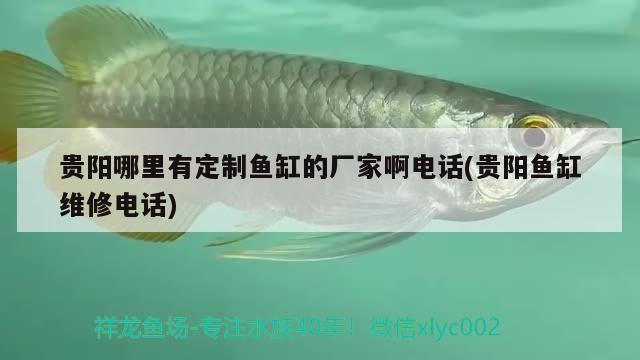 貴陽哪里有定制魚缸的廠家啊電話(貴陽魚缸維修電話)