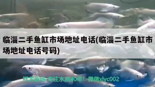 臨淄二手魚(yú)缸市場(chǎng)地址電話(臨淄二手魚(yú)缸市場(chǎng)地址電話號(hào)碼) 虎紋銀版魚(yú)