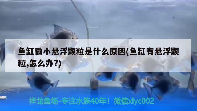 魚缸微小懸浮顆粒是什么原因(魚缸有懸浮顆粒,怎么辦?)