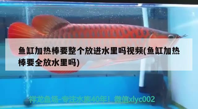 魚缸加熱棒要整個放進水里嗎視頻(魚缸加熱棒要全放水里嗎)