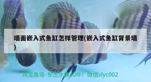 墻面嵌入式魚(yú)缸怎樣管理(嵌入式魚(yú)缸背景墻)