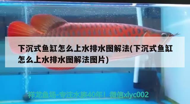 下沉式魚缸怎么上水排水圖解法(下沉式魚缸怎么上水排水圖解法圖片) 圖騰金龍魚